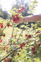 Girl picking redcurrants or currants, Ribes Rubum, Upper Bavaria, Bavaria, Germany