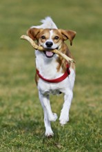 Beagle with branch in mouth jumps across meadow, Switzerland