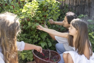 A woman and two girls picking redcurrants or currants, Ribes Rubum, Upper Bavaria, Bavaria, Germany