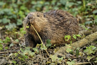 Eurasian beaver, European beaver (Castor fibre), eating leaves on the bank of a stream, Canton Zug,