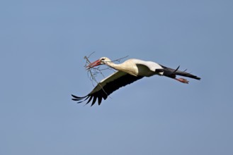 White stork (Ciconia ciconia), with nesting material in its beak in flight, Canton Aargau,