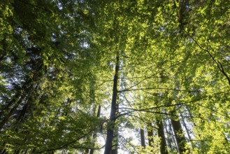 Hornbeam, Carpinus betulus, beech forest with green leaves in the sun, Upper Austria, Austria