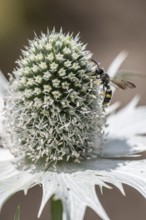 Clay wasp (Ancistrocerus) on ivory man litter (Eryngium giganteum), Emsland, Lower Saxony, Germany