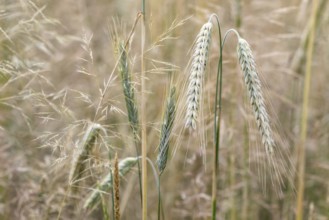Triticale ears (triticale), Emsland, Lower Saxony, Germany