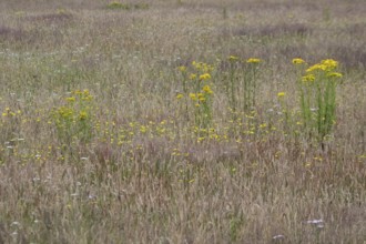 Meadow with ragwort (Senecio jacobaea), Emsland, Lower Saxony, Germany