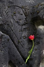 Bittermark memorial, memorial site, detail with tulip for the memorial service on Good Friday,