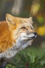 Red fox (Vulpes vulpes) standing in a forest in autumn, portrait, Bavaria, Germany