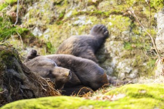 Eurasian Brown Bear (Ursus arctos arctos) lying in a forest, Bavaria, Germany