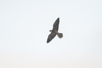 Peregrine falcon (Falco peregrinus) flying, autumn, Bavaria, Germany