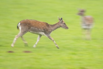 European fallow deer (dama dama) doe running on a meadow in autumn, Bavaria, Germany
