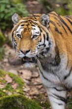 Siberian tiger or Amur tiger (Panthera tigris altaica) walking on the ground in autumn, captive,