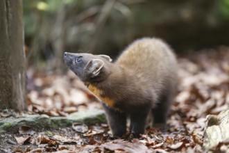 European pine marten (Martes martes) in a forest in autumn, Bavaria, Germany