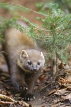 European pine marten (Martes martes) in a forest in autumn, Bavaria, Germany
