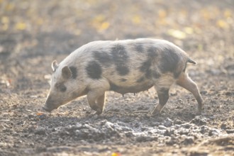 Vietnamese Pot-bellied pig in autumn, Bavaria, Germany