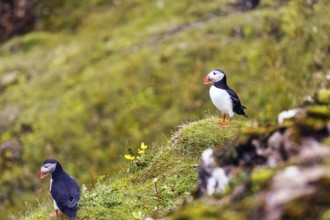 Two puffins (Fratercula arctica) on a grassy bird cliff, Cape Dyrhólaey in summer, Dyrholaey, Vík í