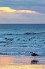 A seagull stands on the beach at sunset, the sea reflects soft pastel colours, sunset with seagulls