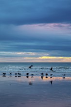 Seagulls flying over the beach at sunset, the sea reflects the colours of the sky, sunset with
