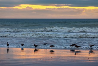 Seagulls standing on the beach at sunset, the sea reflects the orange-coloured light, sunset with