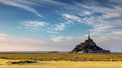 Mont Saint-Michel surrounded by sheep on a vast pasture field under a blue sky, Mont Saint Michel