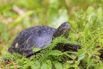 A European pond turtle (Emys orbicularis), makes its way through the green meadow next to the pond