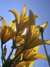 Yellow lily (Lilium cultorum) in front of a blue sky, photographed from a frog's perspective