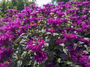 Golden balm, Indian nettle, scarlet monard (Monarda didyma)