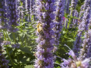 Honey bee (Apis) sitting on scented nettle, aniseed scented nettle, aniseed hyssop, aniseed giant