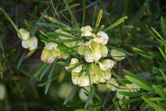 Dodonaea thunbergiana, tree, flowering, flowers, plant, Karoo Desert Botanic Garden, Worcester,