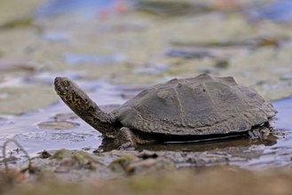 Pan Hinged Terrapin (Pelusios subniger), adult, in water, Kruger, Kruger National Park, South
