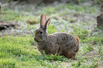 Bush hare (Lepus saxatilis), adult, foraging, alert, Montain Zebra National Park, Eastern Cape,