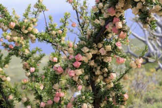 Chinese lantern tree (Nymania capensis), lantern flower, bush, flowering, flower, Karoo Desert