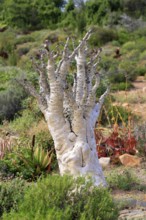 Cyphostemma juttae, plant, succulent, Karoo Desert Botanic Garden, Worcester, Western Cape, South