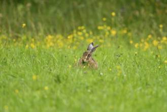 European hare (Lepus europaeus), Vulkaneifel, Rhineland-Palatinate, Germany