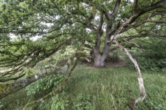 English oak (Quercus robur) in the Hutewald forest, Emsland, Lower Saxony, Germany