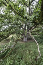 English oak (Quercus robur) in the Hutewald forest, Emsland, Lower Saxony, Germany