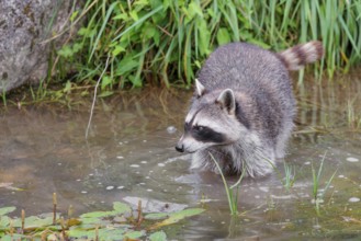 An adult raccoon (Procyon lotor) searches for food in the shallow water of a stream surrounded by