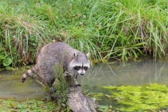 An adult raccoon (Procyon lotor) crosses the shallow water of a stream on a broken branch of a tree
