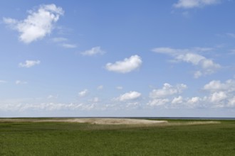 Salt marshes on the North Sea, North Sea coast, dyke foreland between Duhnen, Sahlenburg and