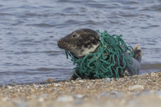 Grey seal (Halichoerus grypus) adult animal with netting wrapped around its body resting on a