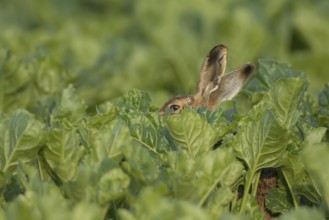 European brown hare (Lepus europaeus) adult animal in a farmland sugar beet crop, England, United