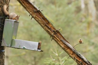 Red squirrel (Sciurus vulgaris) two adult animals on a woodland feeder with a male Chaffinch bird