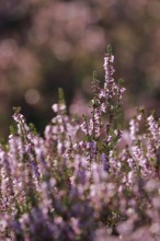 Close-up of flowering heather against the light in the Lüneburg Heath, Lower Saxony, Germany