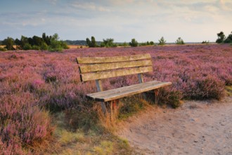 Idyllic wooden bench in the middle of the blooming Lüneburg Heath, Lower Saxony, Germany