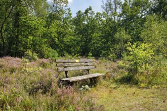 Bench in the Lüneburg Heath, Lower Saxony, Germany