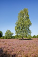 Large birch tree in the blooming Lüneburg Heath, Lower Saxony, Germany