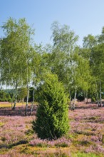 Birches and junipers in the blooming Lüneburg Heath, Lower Saxony, Germany