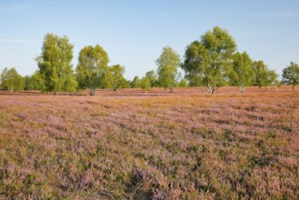Birch trees in the blooming Lüneburg Heath, Osterheide near Schneverdingen, Lower Saxony, Germany