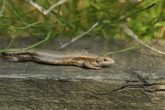Common lizard (Zootoca vivipara) adult reptile resting on a wooden sleeper, England, United Kingdom