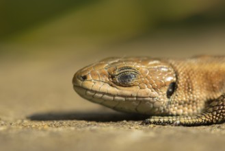 Common lizard (Zootoca vivipara) adult reptile sleeping on a wooden sleeper, England, United