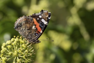 Red admiral butterfly (Vanessa atalanta) adult insect feeding on Ivy (Hedera helix) flowers in